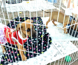 RESENDE PROMOVE NOVA FEIRA DE ADOÇÃO DE CÃES E GATOS NESTE SÁBADO, DIA 9